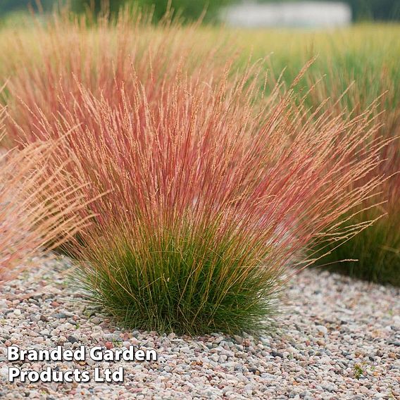 Festuca 'Sunrise'