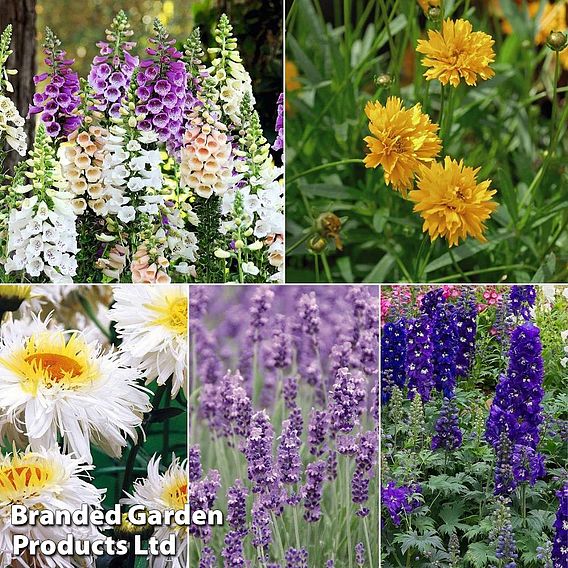 30 Perennial Plug Plant Collection | Suttons