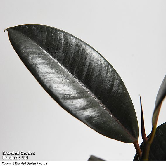 Ficus elastica 'Abidjan'