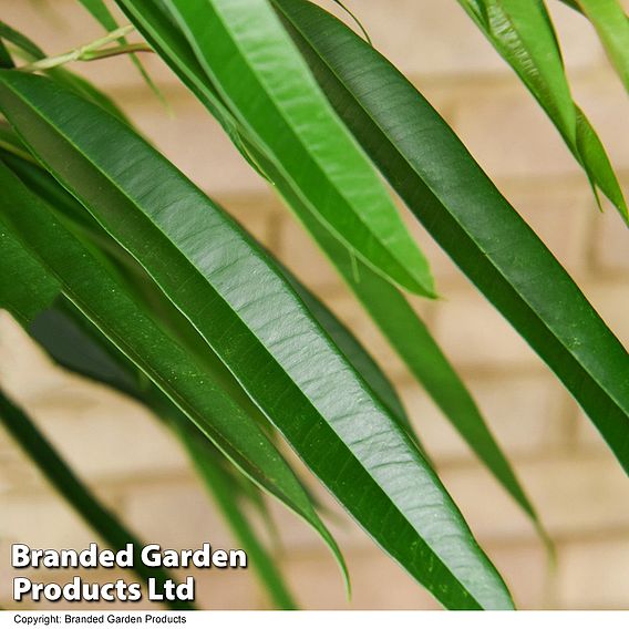 Ficus binnendijkii 'Alii' braided stem in hydro pot