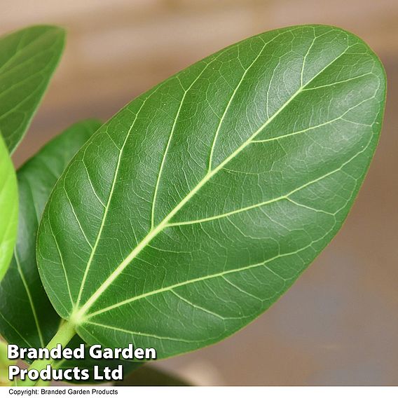 Ficus benghalensis 'Audrey' braided stem in hydro pot