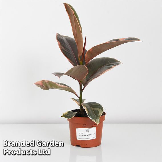 Ficus elastica 'Belize'