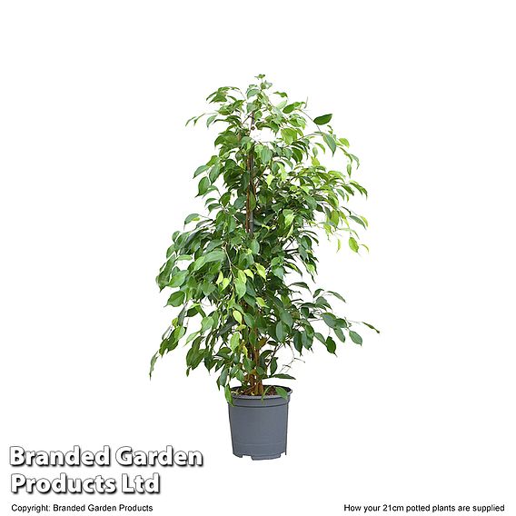 Ficus benjamina | Suttons