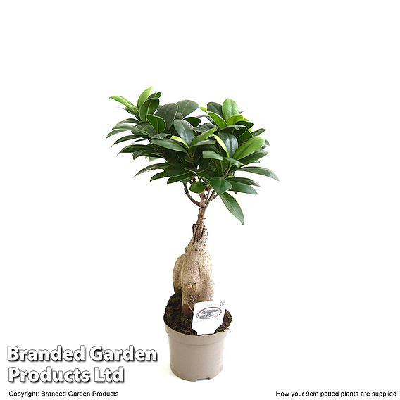 Ficus microcarpa 'Ginseng'