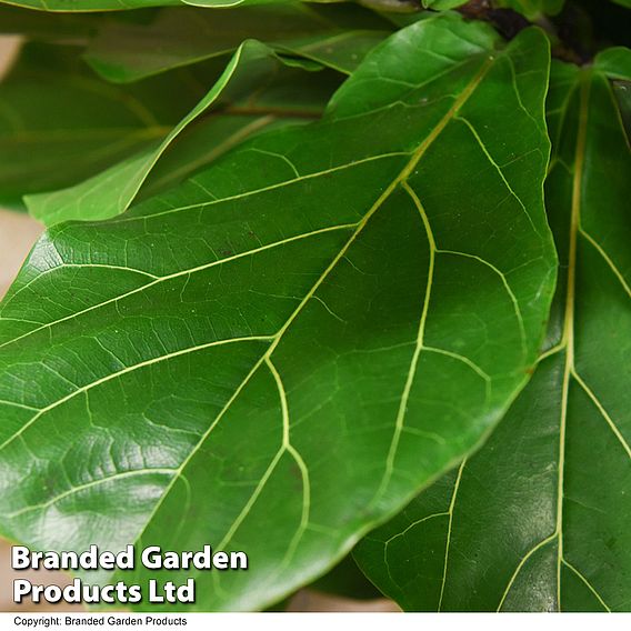 Ficus lyrata in hydro pot