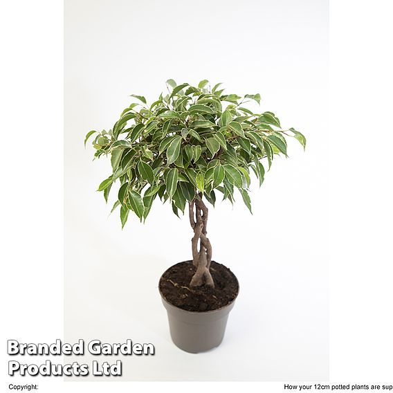 Ficus benjamina 'Nina'