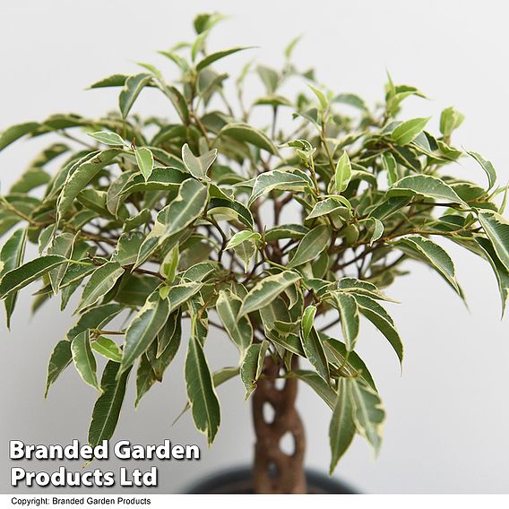 Ficus benjamina 'Nina'