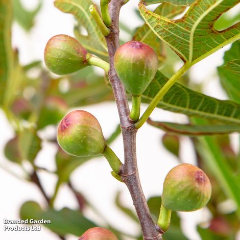 Fig 'Little Miss Figgy'