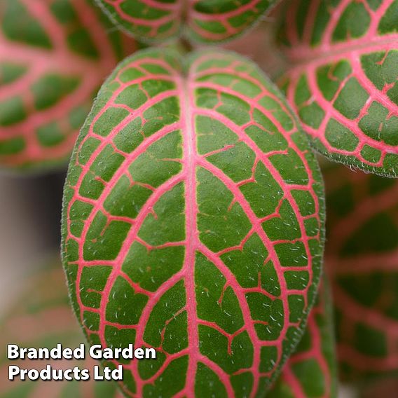 Fittonia 'Skeleton'