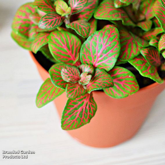 Fittonia 'Skeleton' - Gift