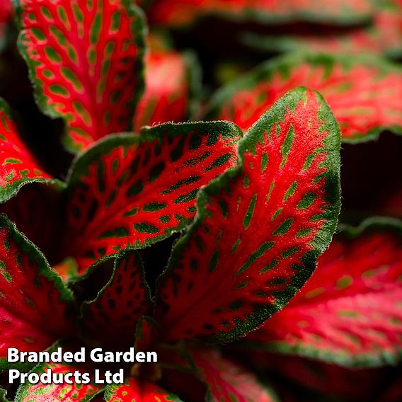 Fittonia 'Red Tiger'