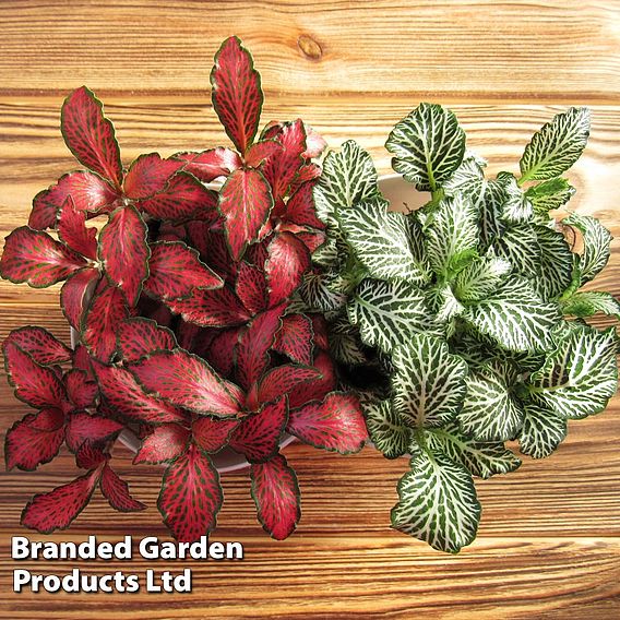 Fittonia 'Red Tiger'