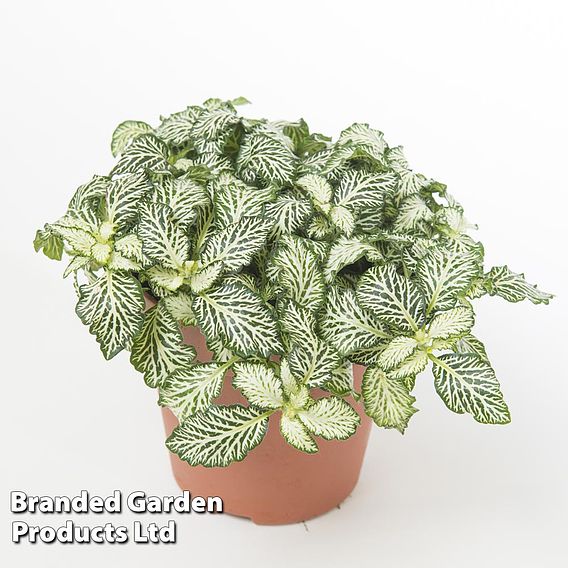 Fittonia 'White Tiger'