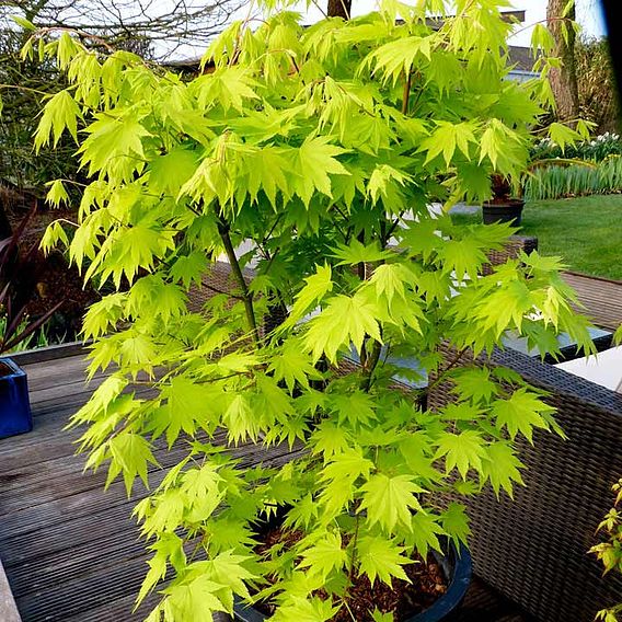 Acer Shirasawanum Jordan