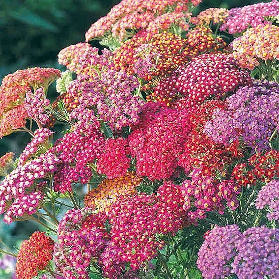 Achillea millefolium 'Summer Berries'