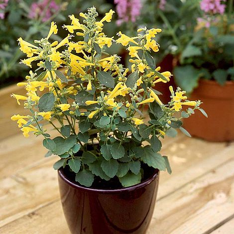 Agastache Aurantiaca Sunset Yellow - Seeds