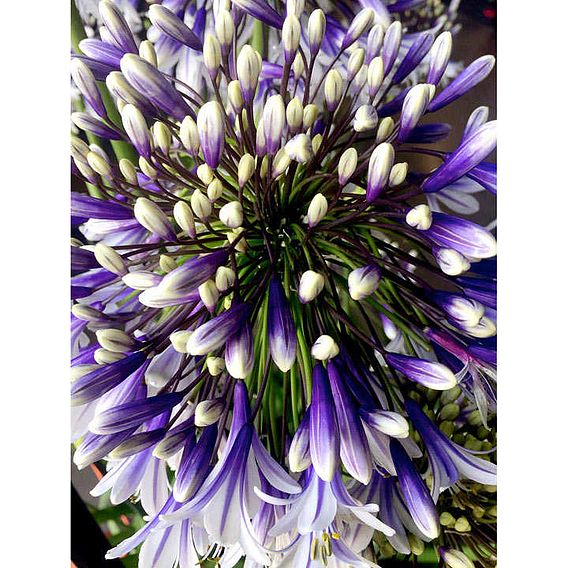 Agapanthus 'Fireworks'