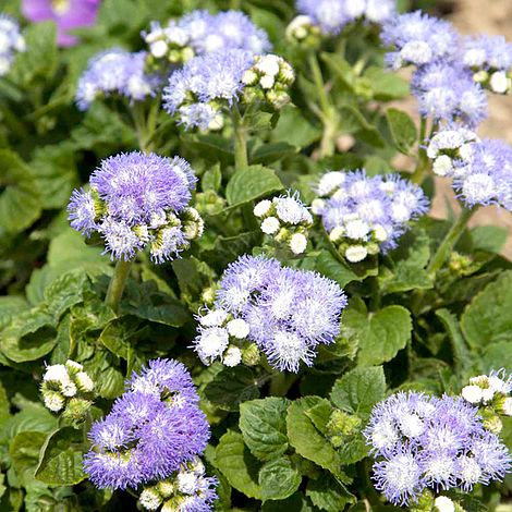 Ageratum Leda - Seeds