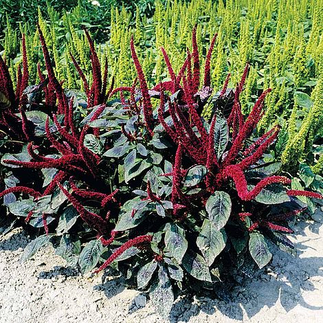 Amaranthus 'Pygmy Torch' - Seeds