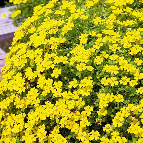 Bacopa (mecardonia) Plants - Yellow 