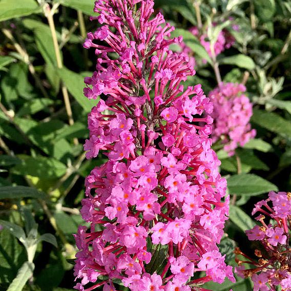 Buddleja 'Pink Delight'