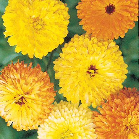 Calendula Pacific Mixed - Seeds