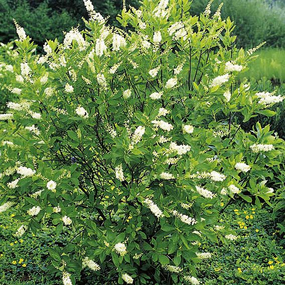 Clethra alnifolia 'Hummingbird'