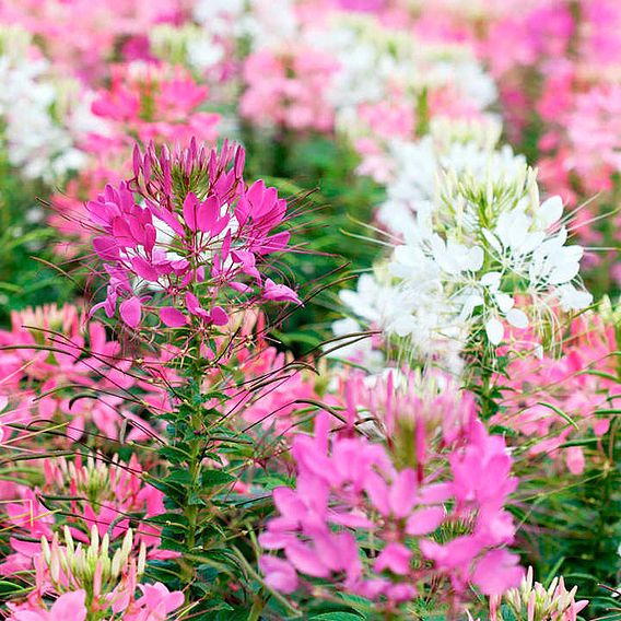 Cleome 'Fireworks Mix' - Seeds