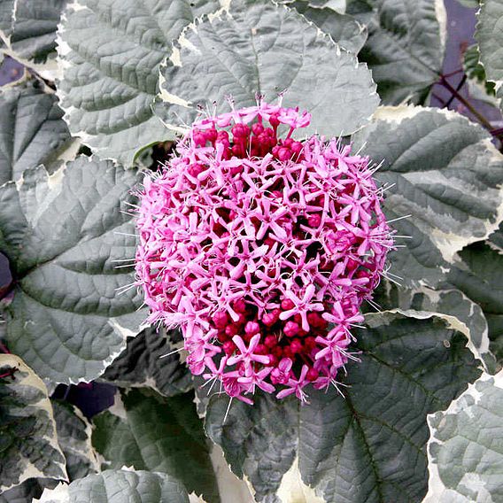 Clerodendrum bungei 'Pink Diamond'