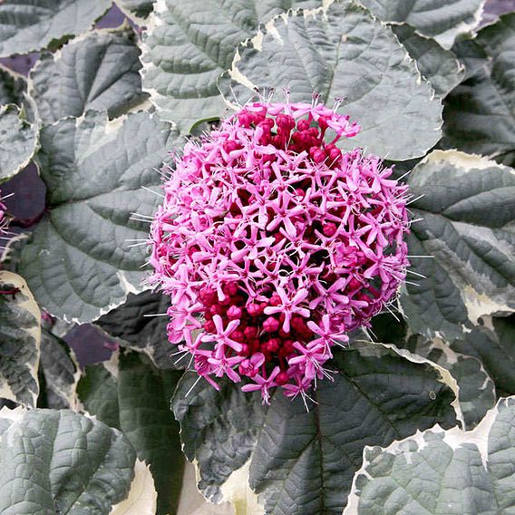 Clerodendrum bungei 'Pink Diamond'