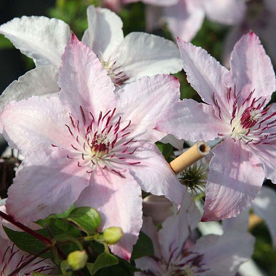 Clematis 'Pink Fantasy'