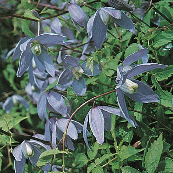 Clematis 'Frances Rivis'