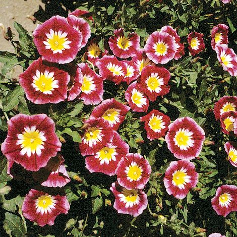 Convolvulus Red Ensign - Seeds