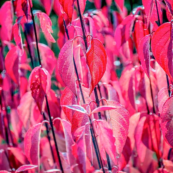 Cornus alba 'Kesselringii'