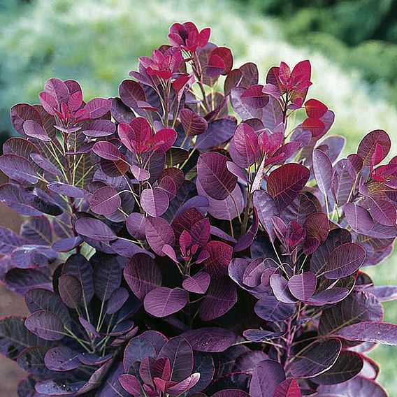 Cotinus coggygria 'Royal Purple'