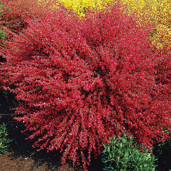 Cytisus 'Boskoop Ruby'