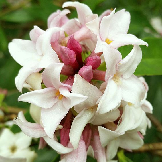 Daphne 'Perfume Princess'