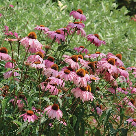 Echinacea purpurea 'Magnus'