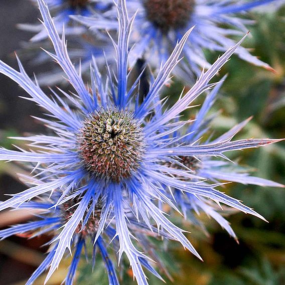 Eryngium alpinum 'Blue Ice' - Seeds