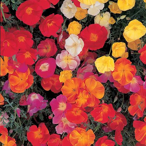 Eschscholzia Single Purple - Seeds