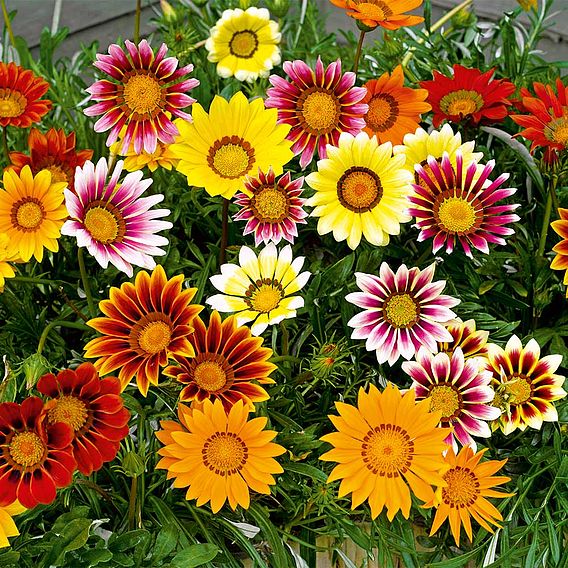 Gazania Plug Plants - Daybreak Mix | Suttons