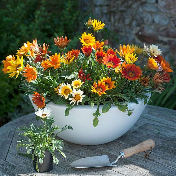 Gazania Daybreak F1 Mix - Seeds