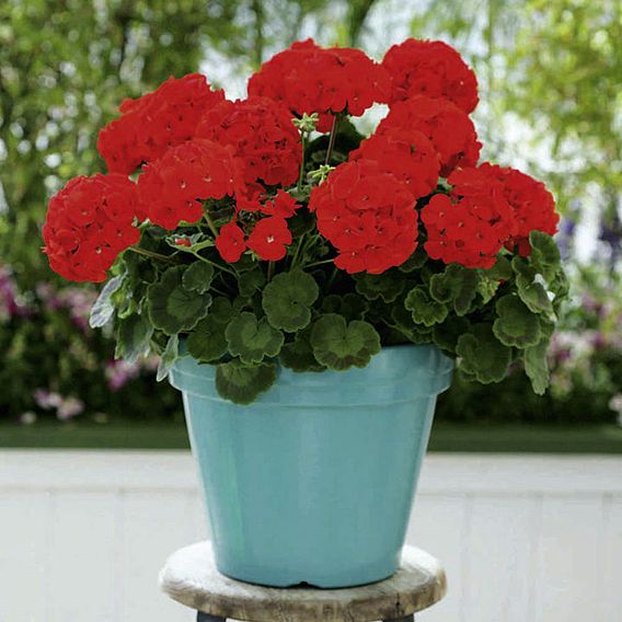 Geranium Plants - Palladium Red | Suttons