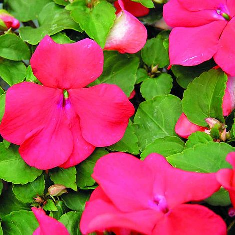 Impatiens Xtreme Scarlet - Seeds