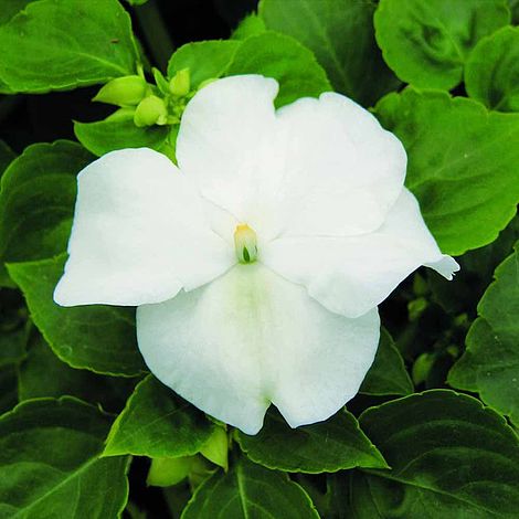 Impatiens Xtreme White - Seeds