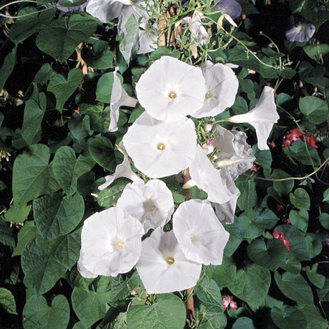 Ipomoea Pearly Gates - Seeds