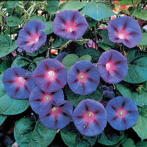 Ipomoea purpurea Grandpa Ott - Seeds