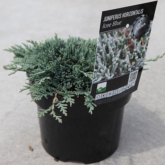 Juniperus horizontalis 'Icee Blue'