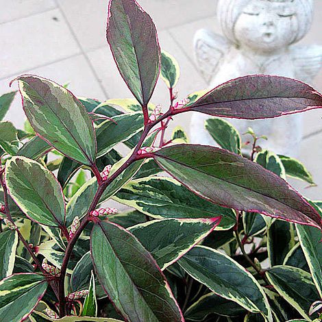 Leucothoe fontanesiana 'Whitewater'