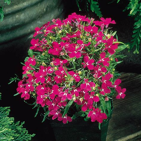 Lobelia Riviera Rose - Seeds